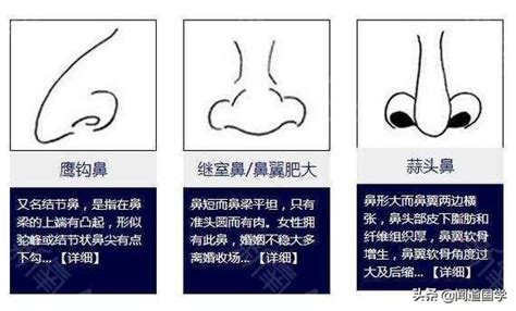 希臘鼻面相|從鼻子就能知道超多秘密？網友瘋傳『鼻型心理測驗。